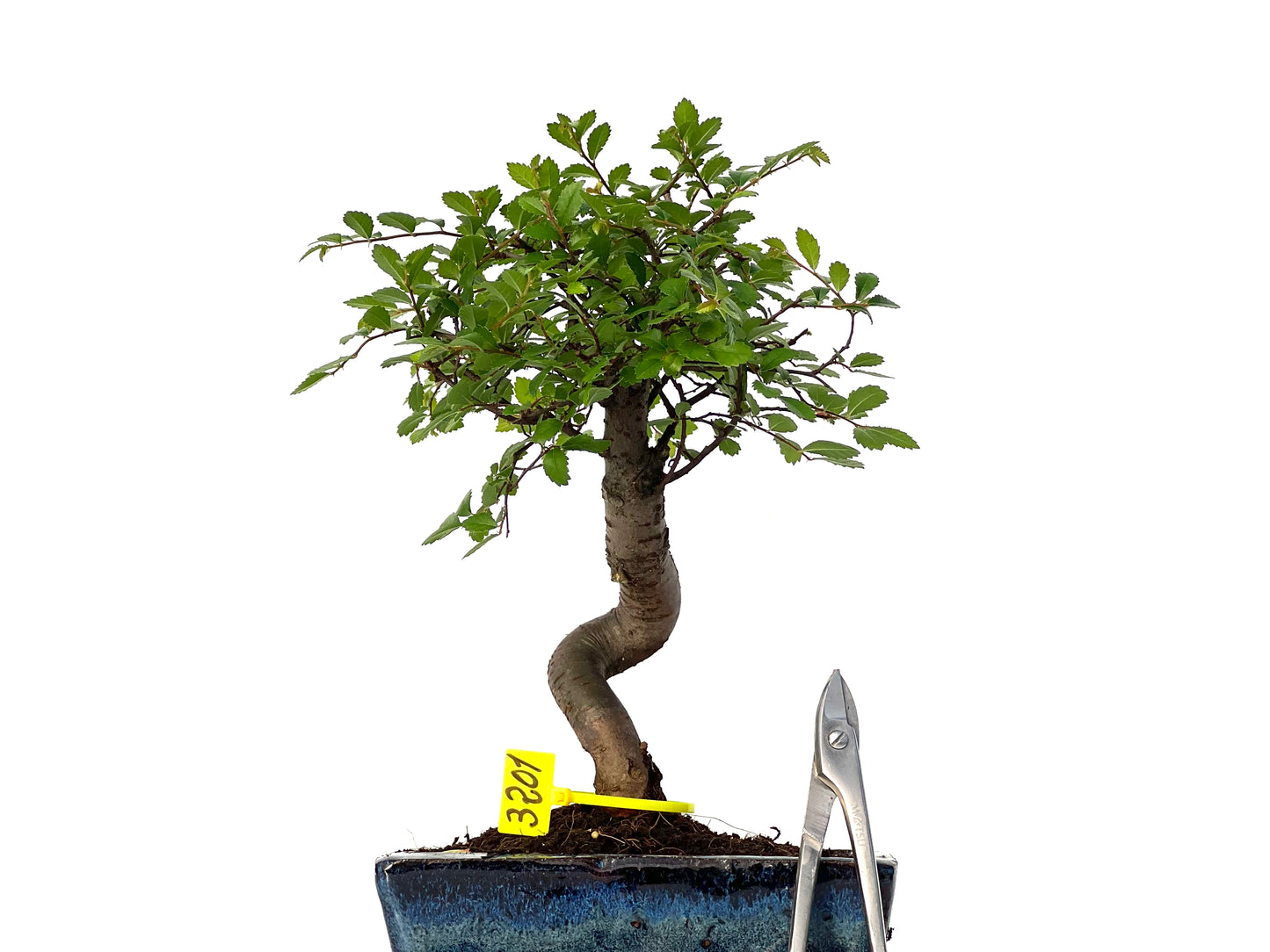 Ulmus Parvifolia 3201