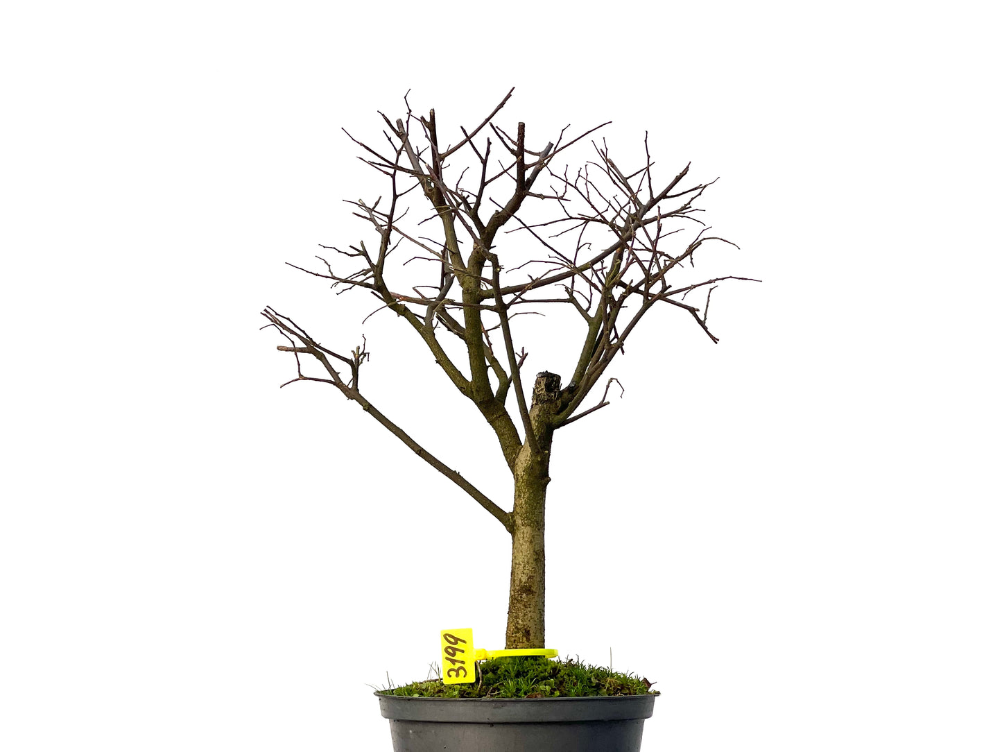 Celtis Australis 3199