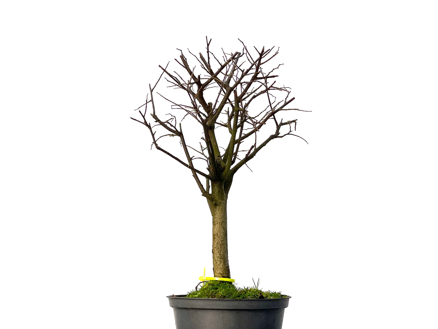 Celtis Australis 3199