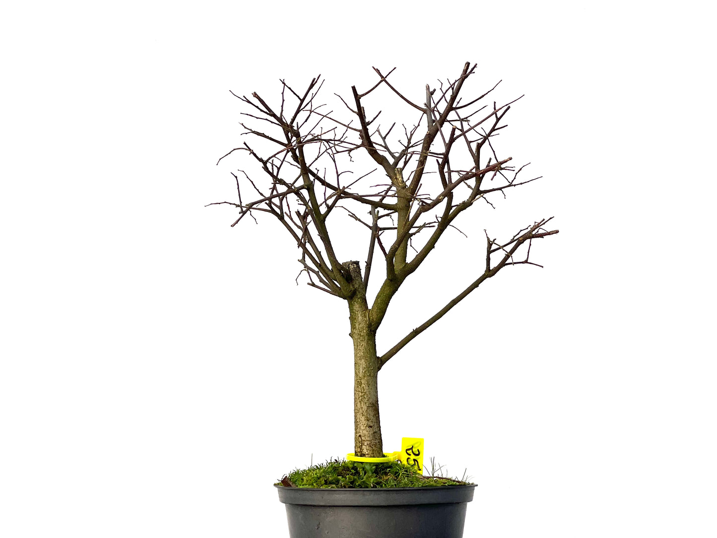 Celtis Australis 3199