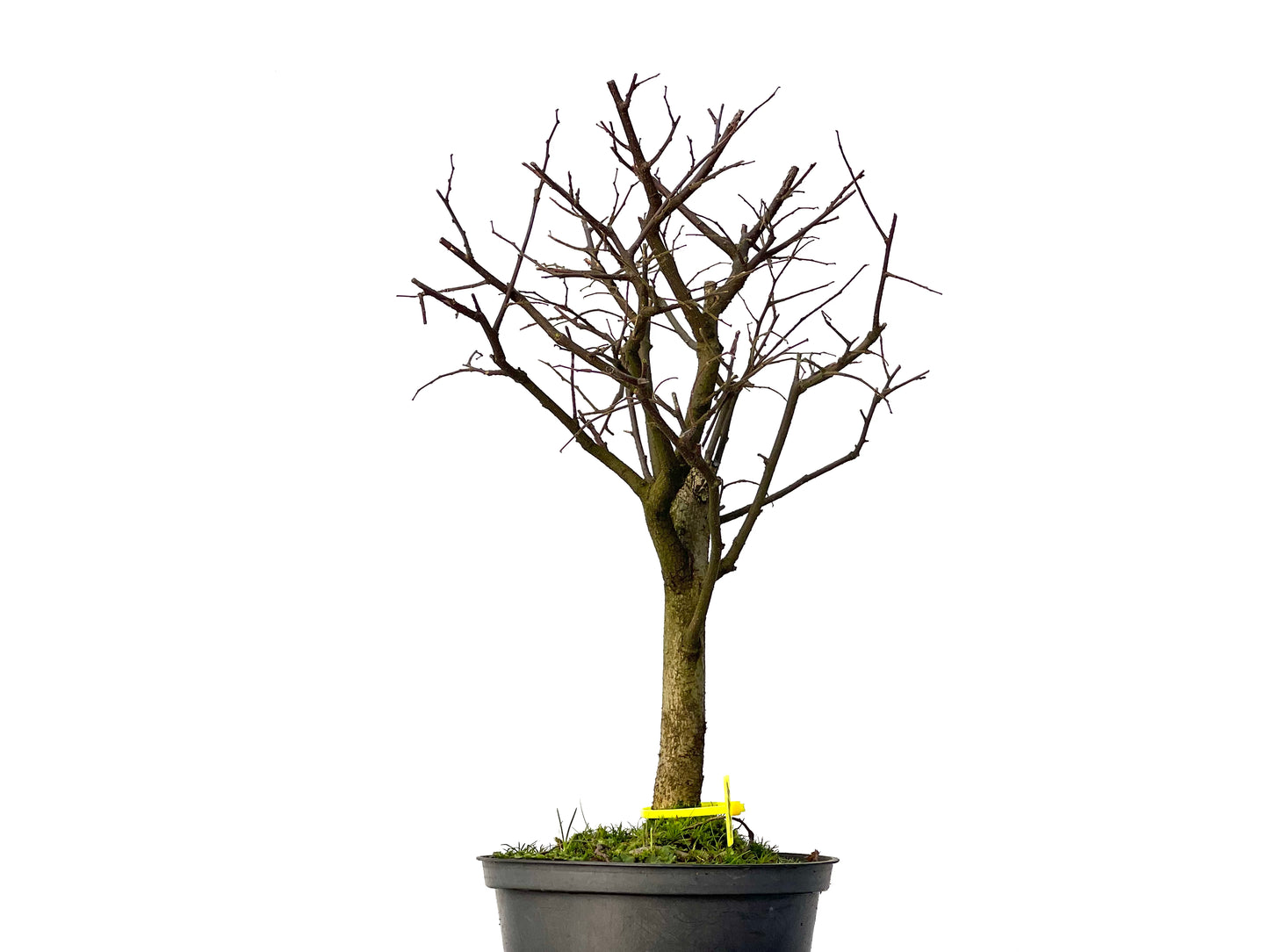 Celtis Australis 3199