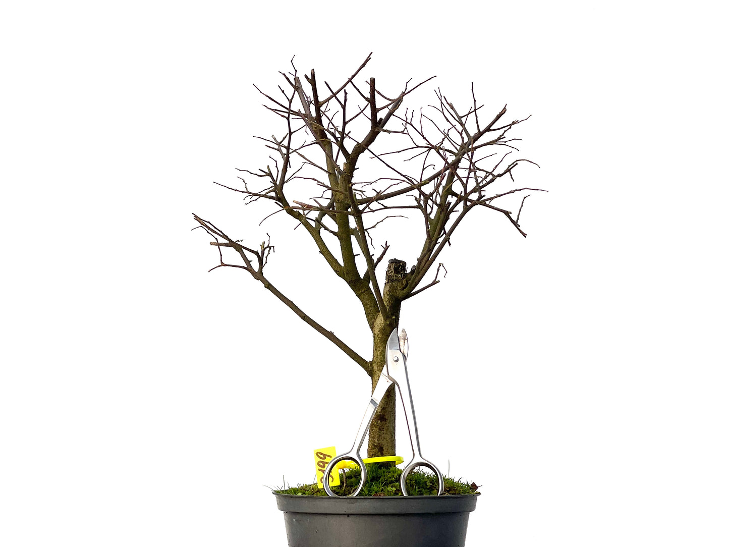 Celtis Australis 3199