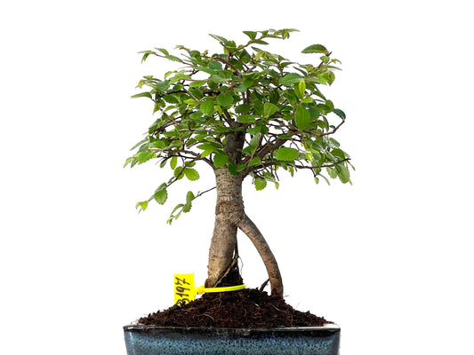 Ulmus Parvifolia 3197
