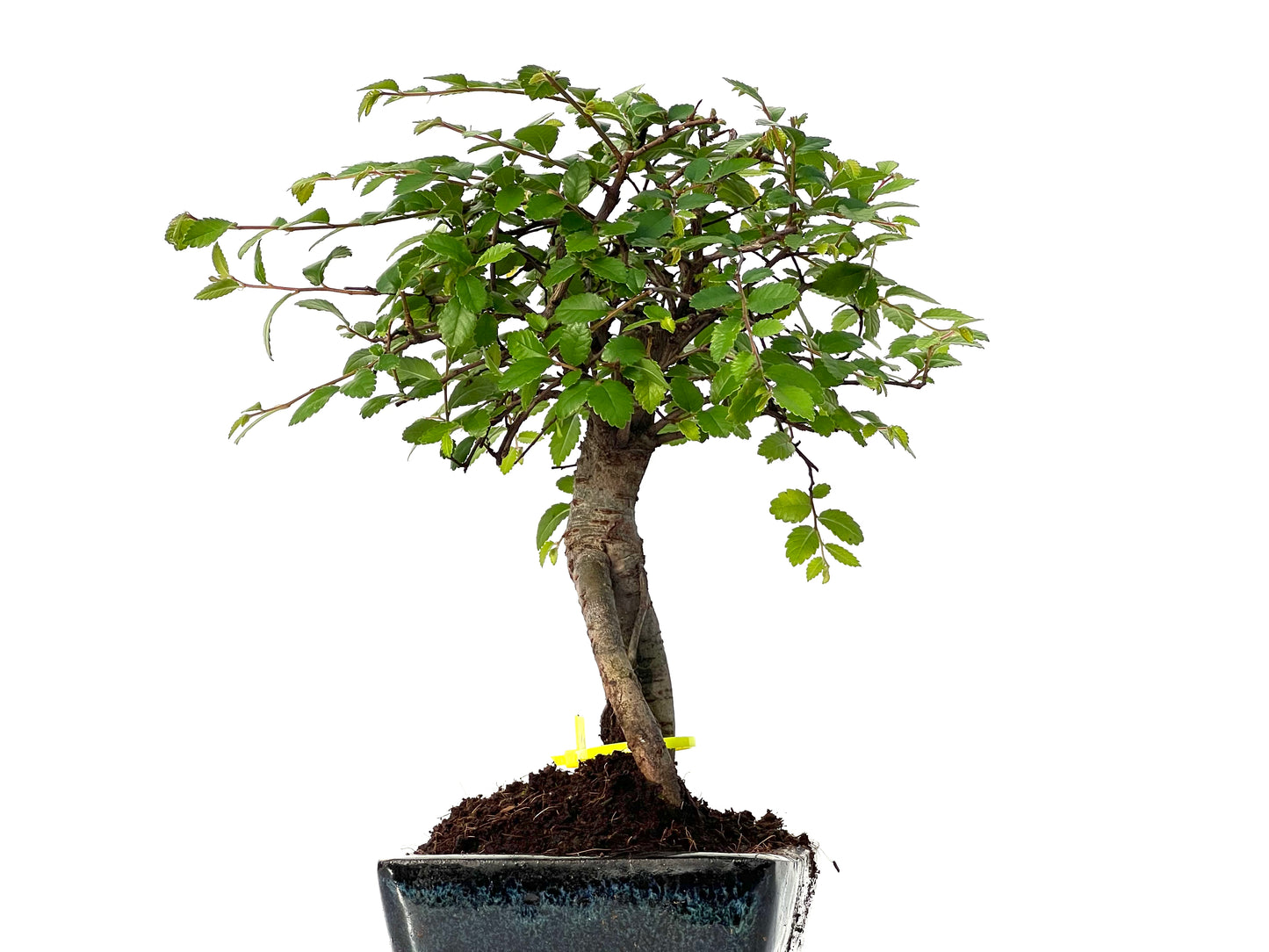 Ulmus Parvifolia 3197