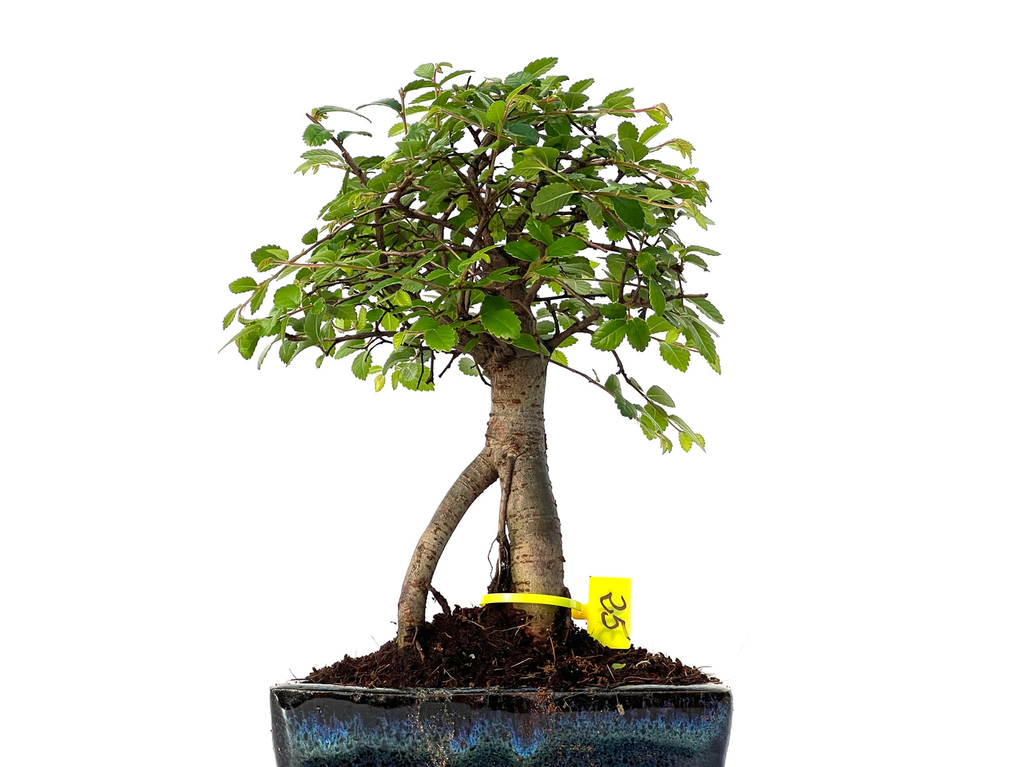 Ulmus Parvifolia 3197