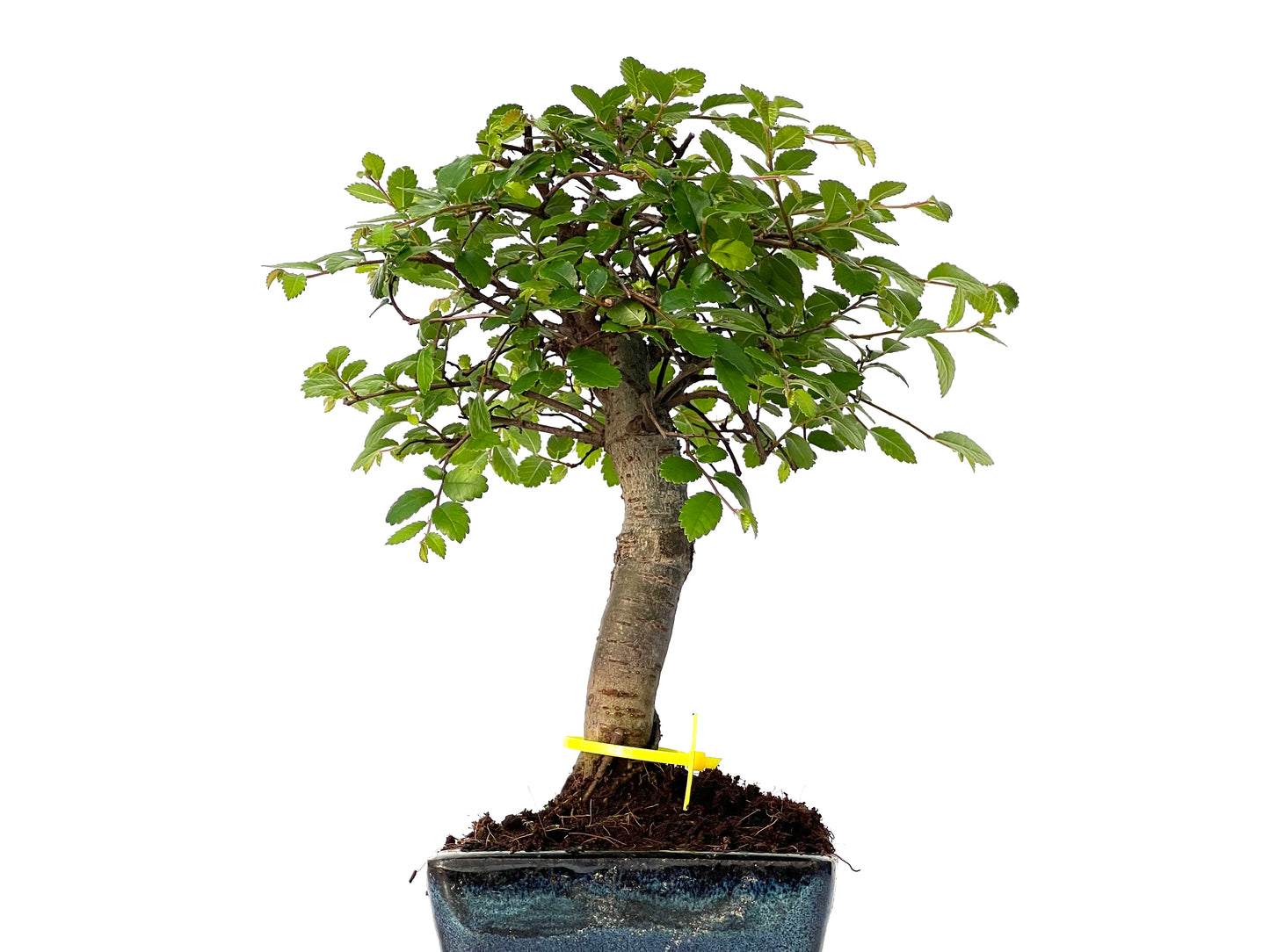 Ulmus Parvifolia 3197