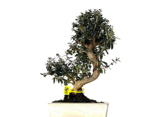 Olea Europaea Sylvestris 3192