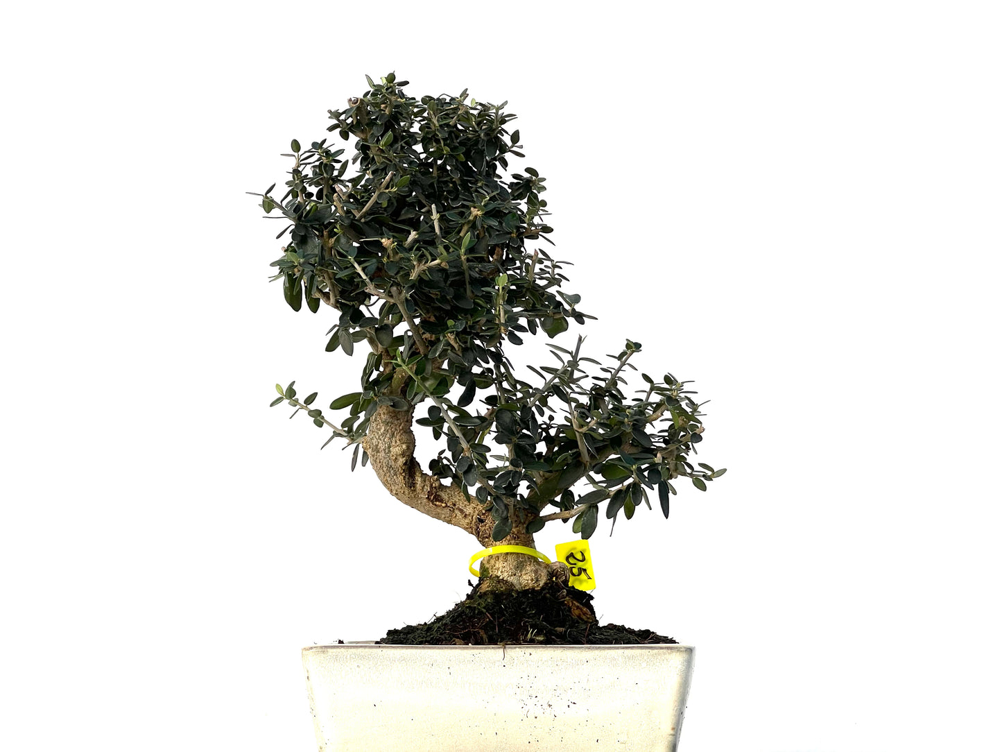 Olea Europaea Sylvestris 3192