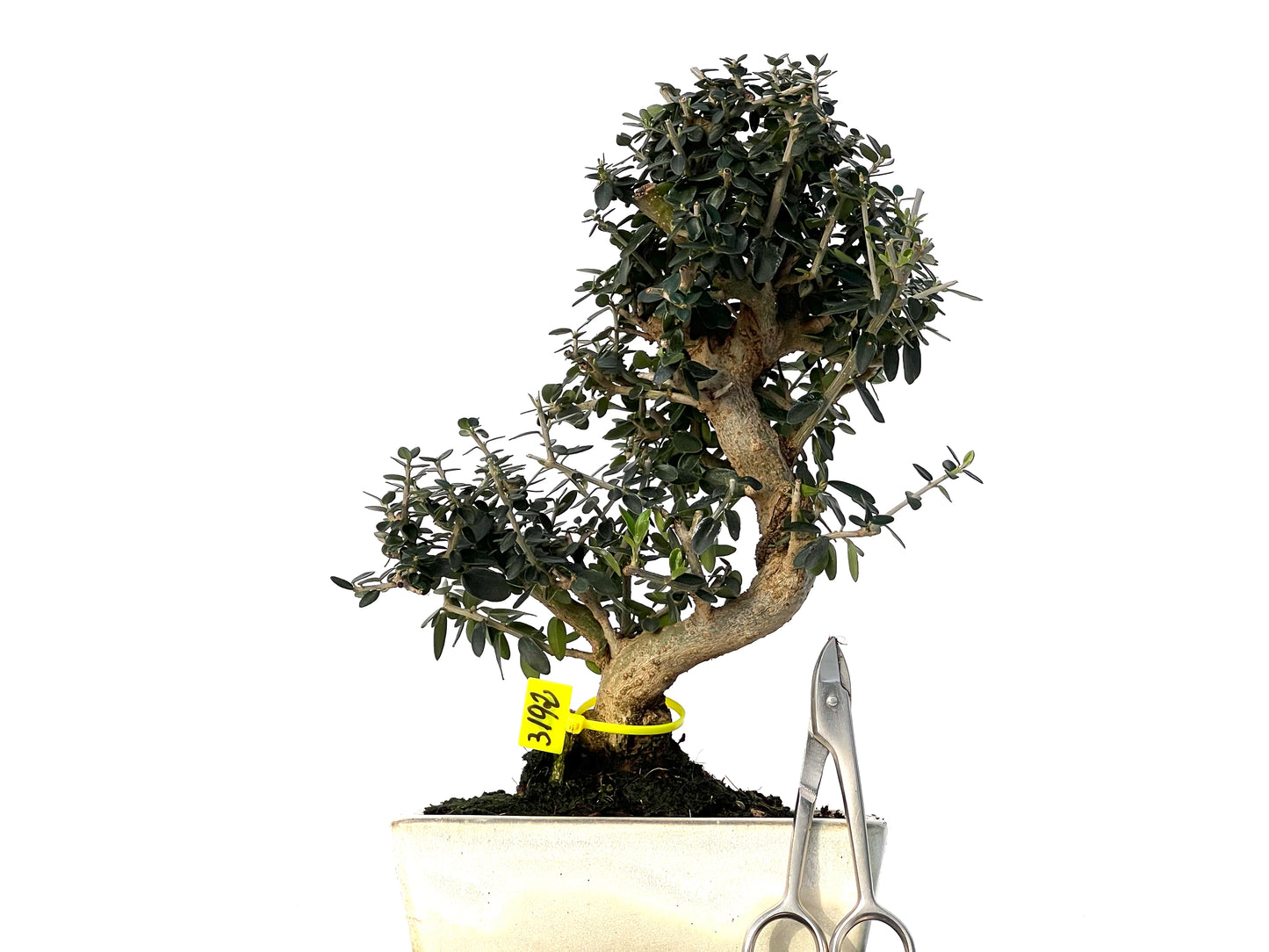 Olea Europaea Sylvestris 3192