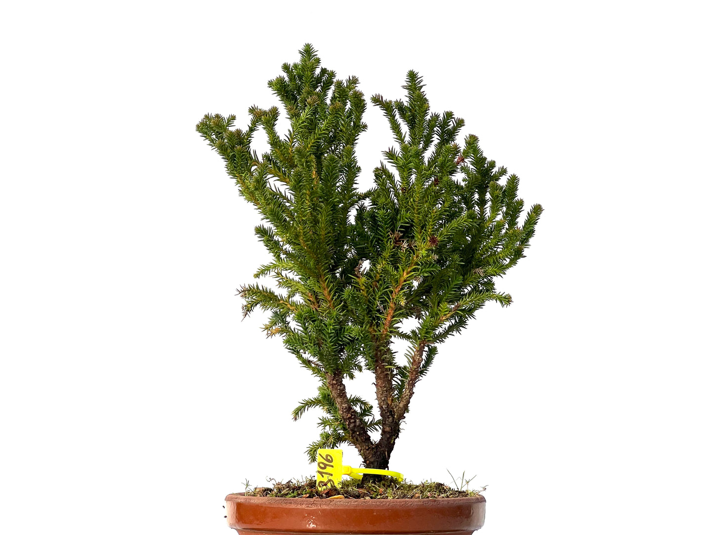 Cryptomeria Japonica 3196