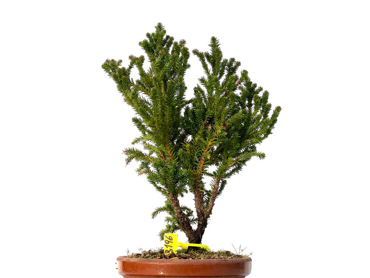 Cryptomeria Japonica 3196