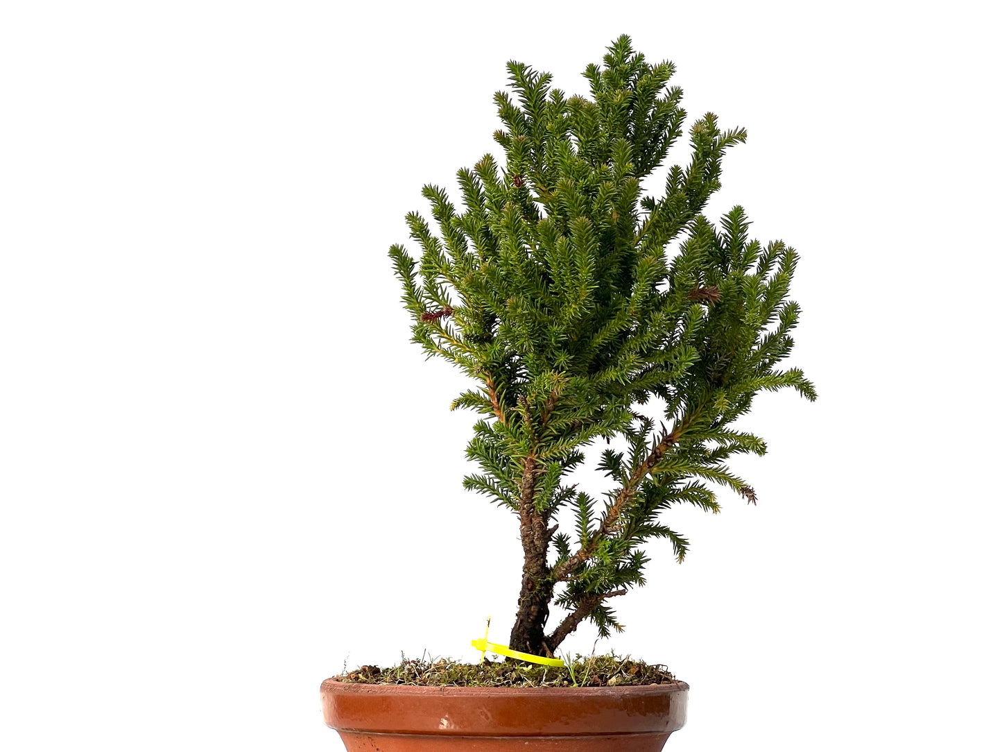 Cryptomeria Japonica 3196