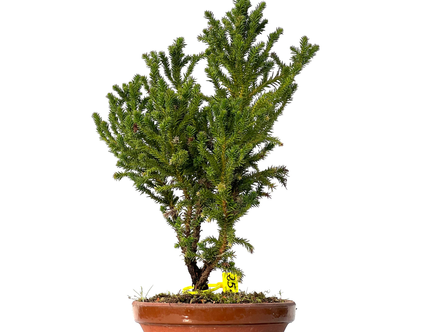 Cryptomeria Japonica 3196