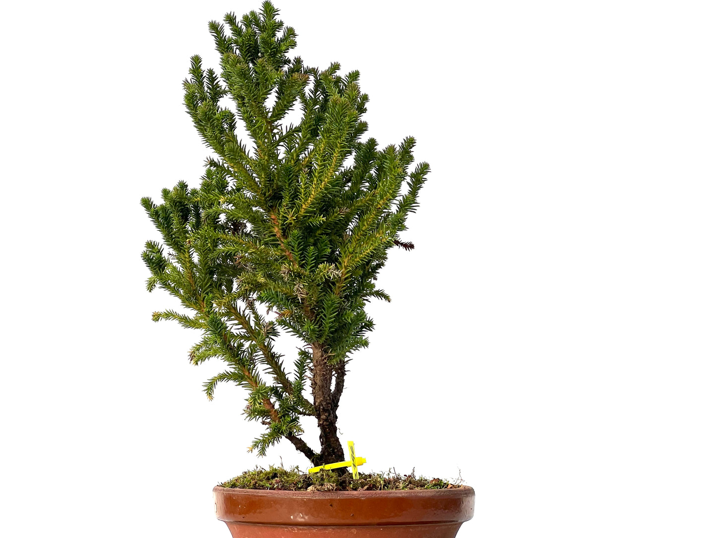 Cryptomeria Japonica 3196
