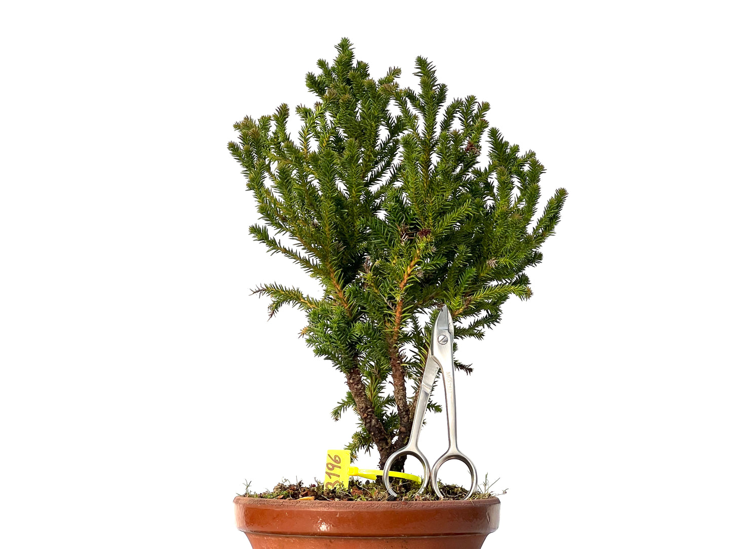 Cryptomeria Japonica 3196