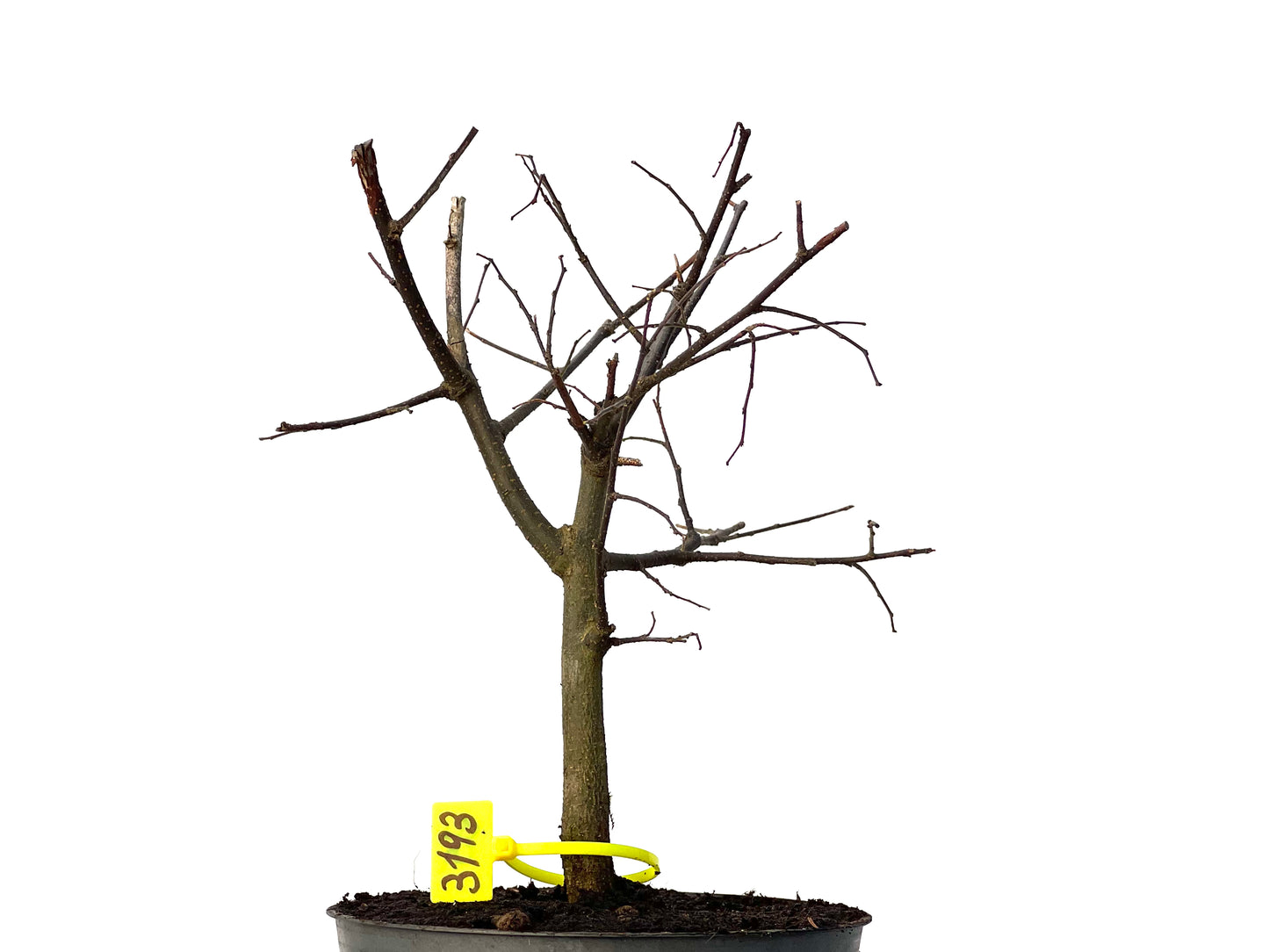 Celtis Australis 3193