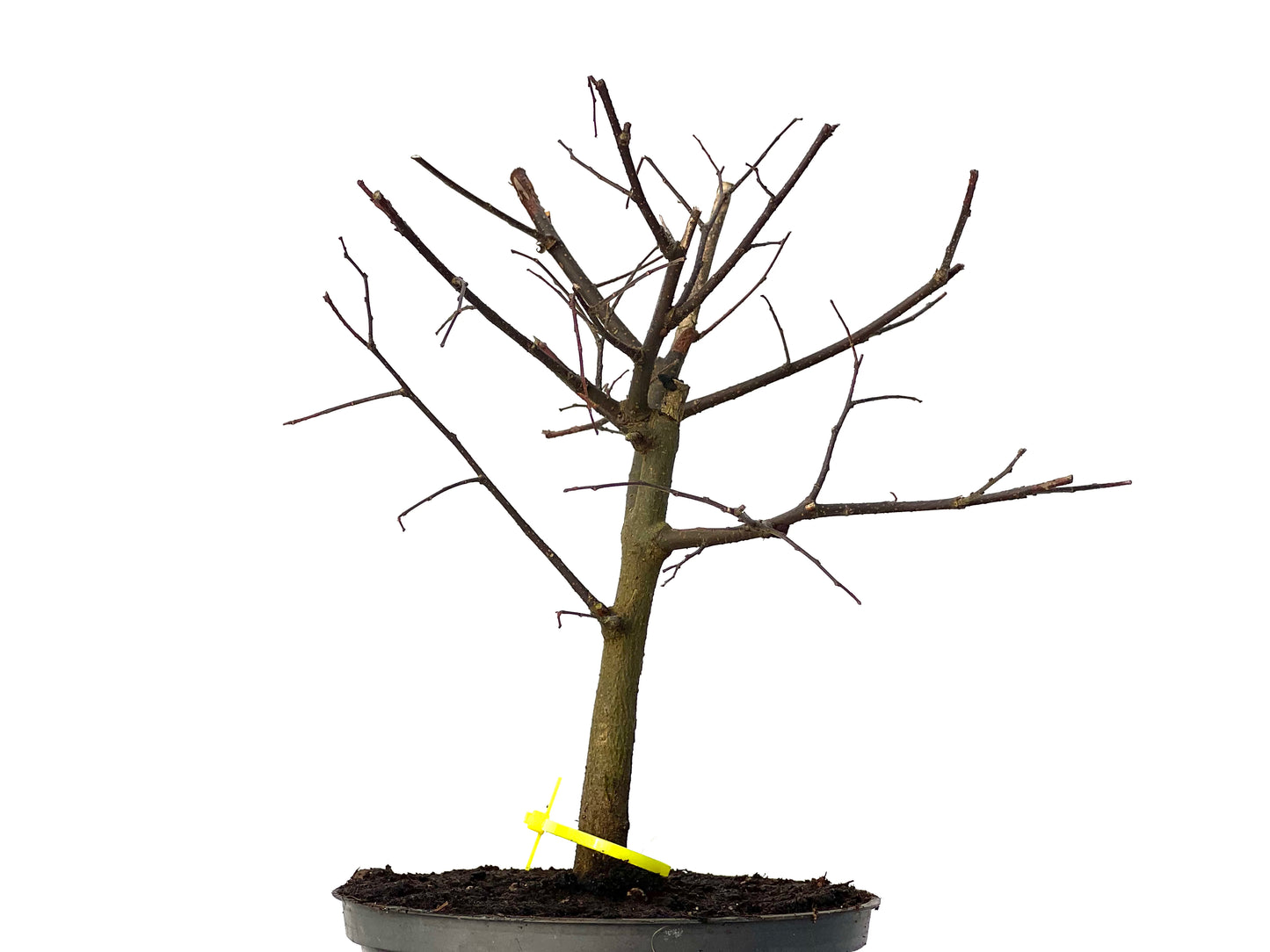 Celtis Australis 3193