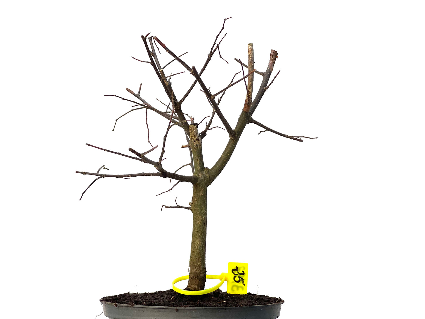 Celtis Australis 3193