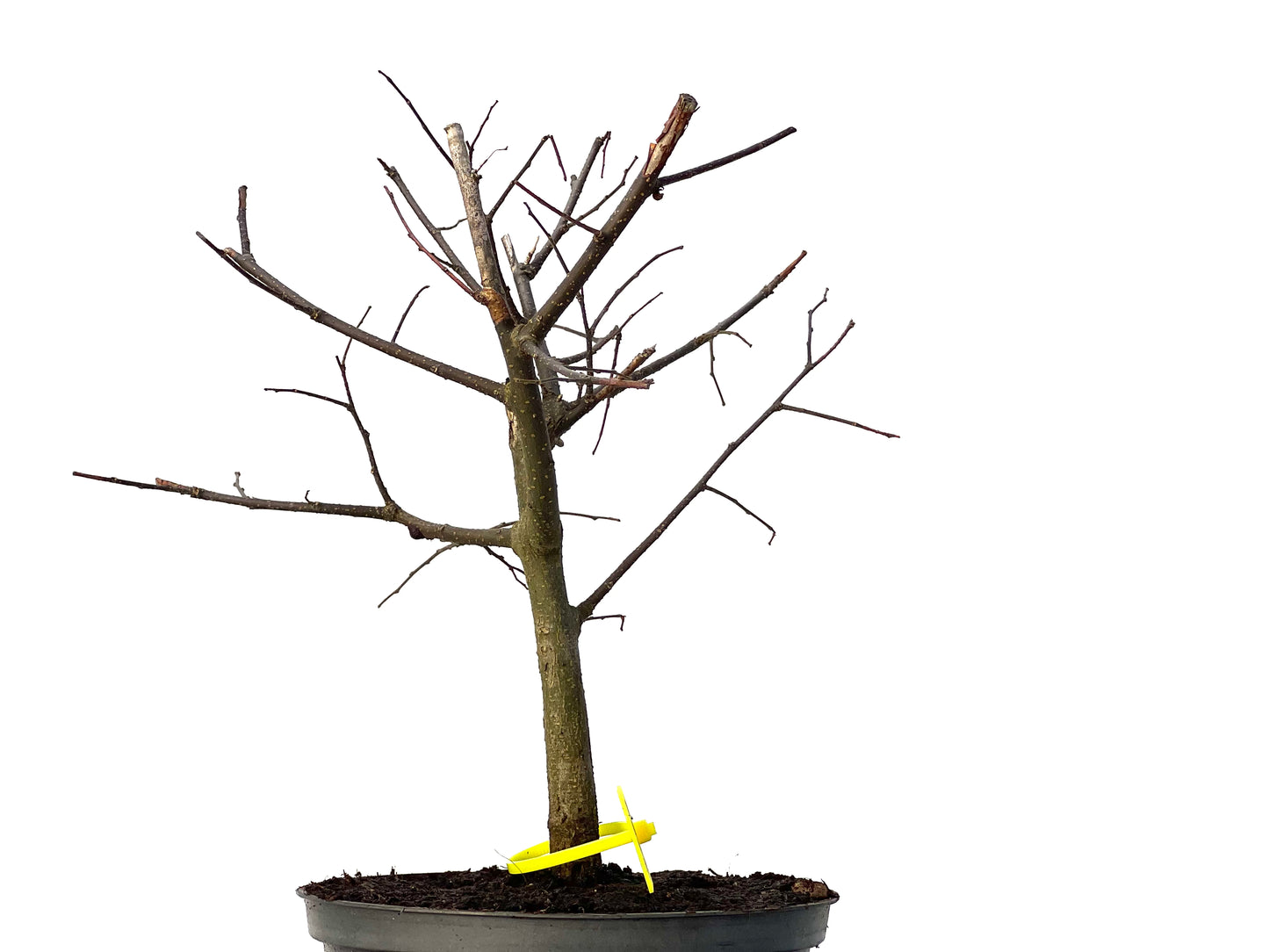 Celtis Australis 3193