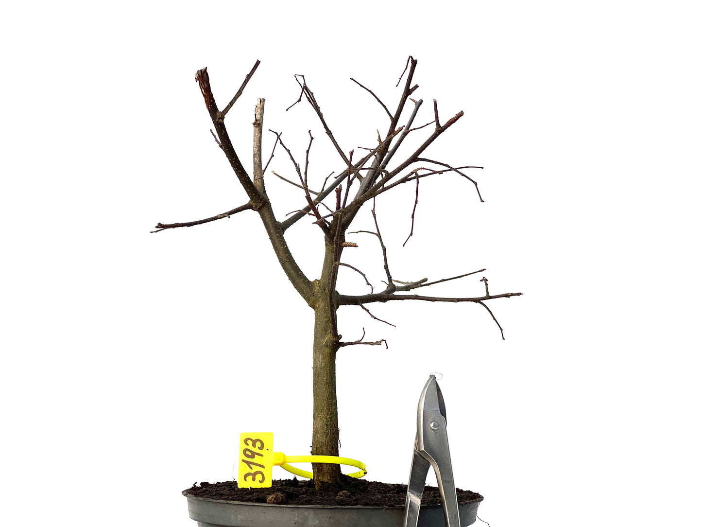 Celtis Australis 3193