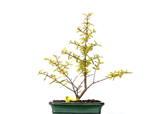 Punica Granatum Nejikan 3195