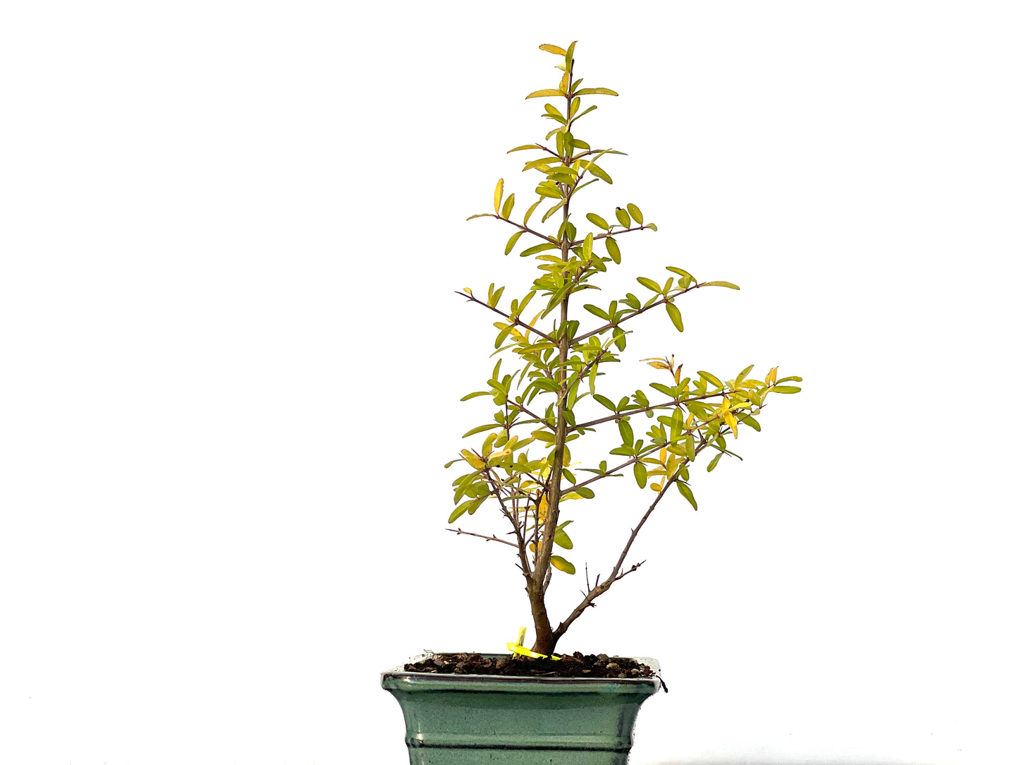 Punica Granatum Nejikan 3195