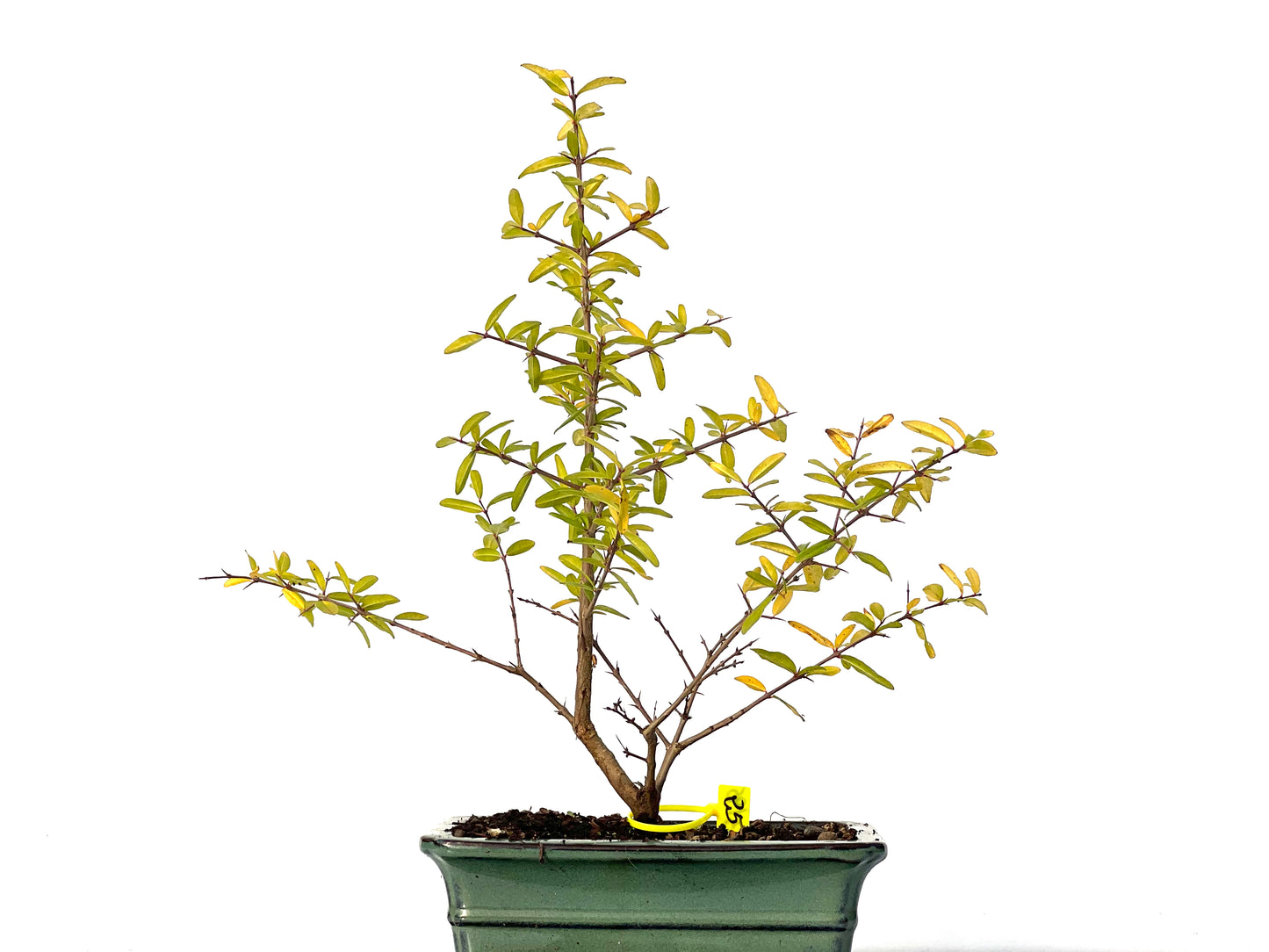 Punica Granatum Nejikan 3195