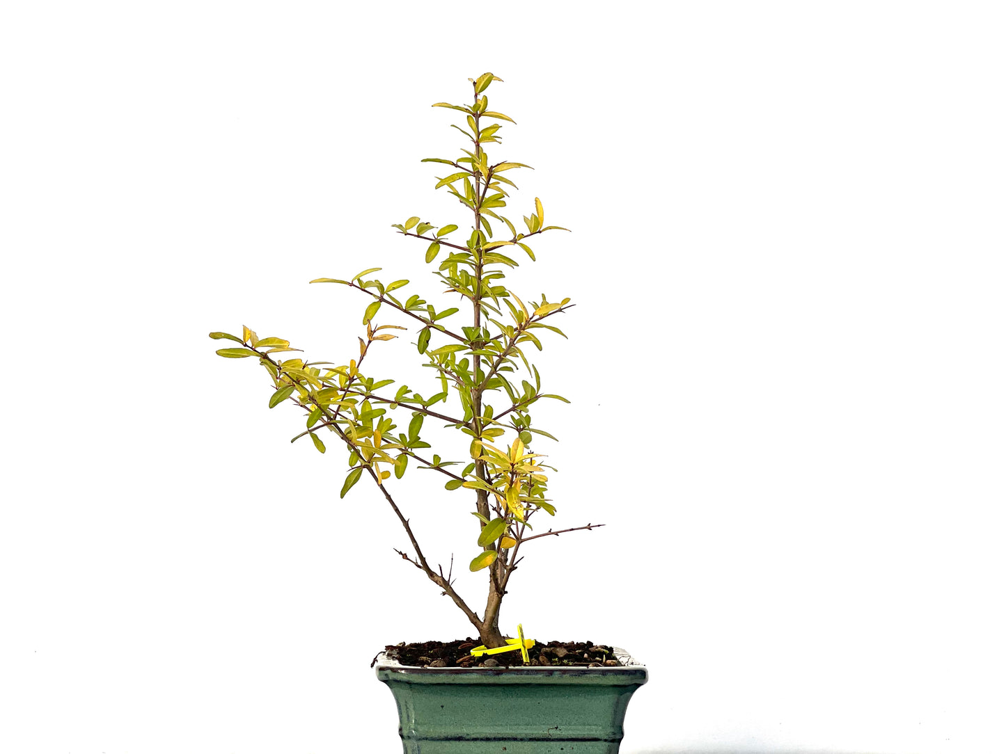 Punica Granatum Nejikan 3195