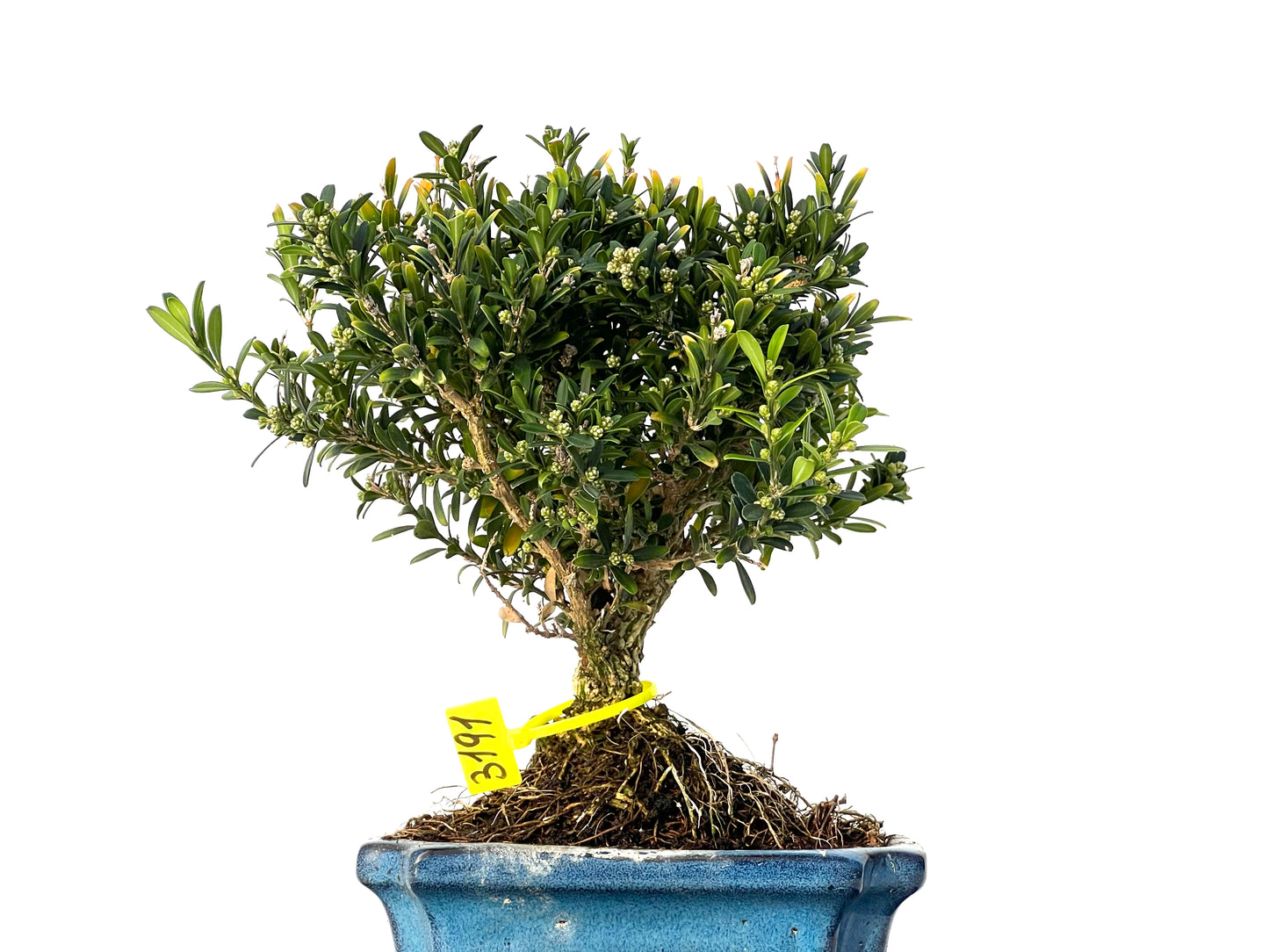 Buxus Harlandii 3191