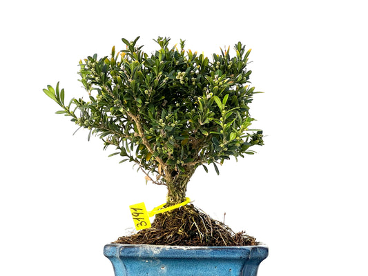 Buxus Harlandii 3191