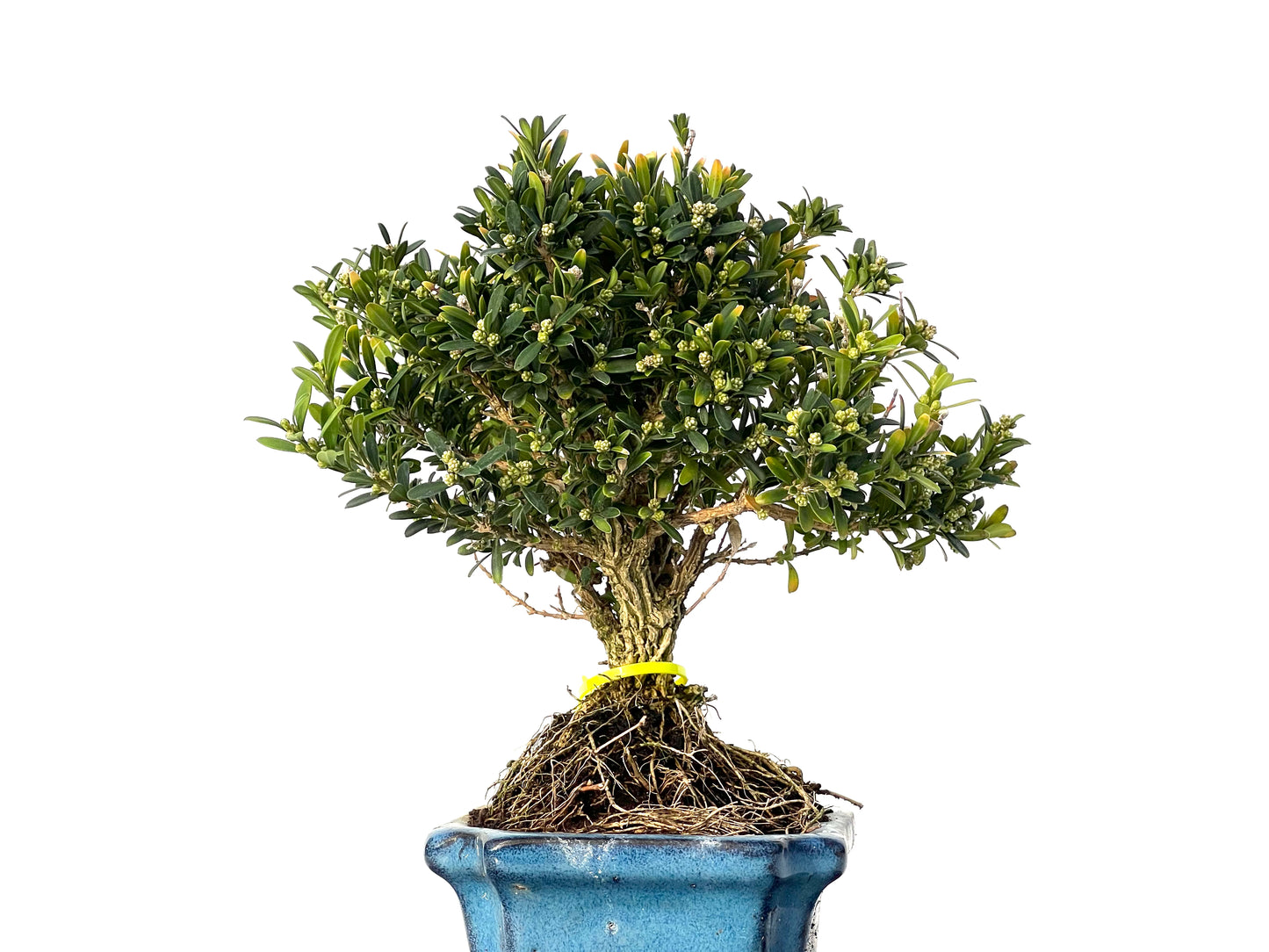 Buxus Harlandii 3191