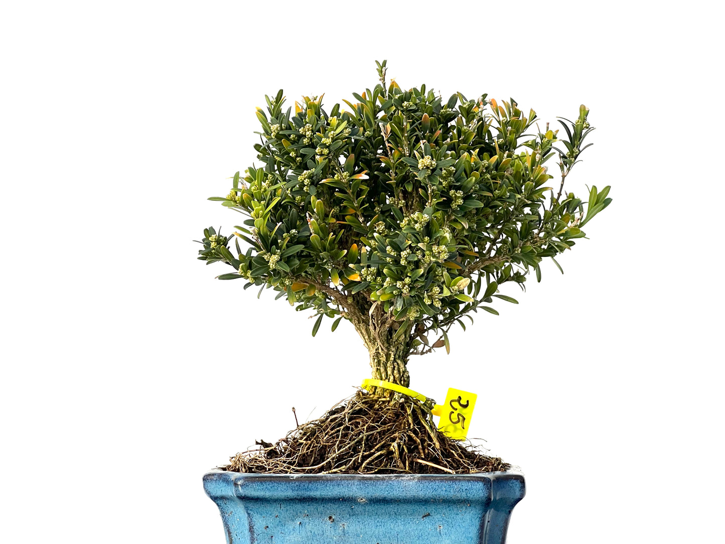 Buxus Harlandii 3191