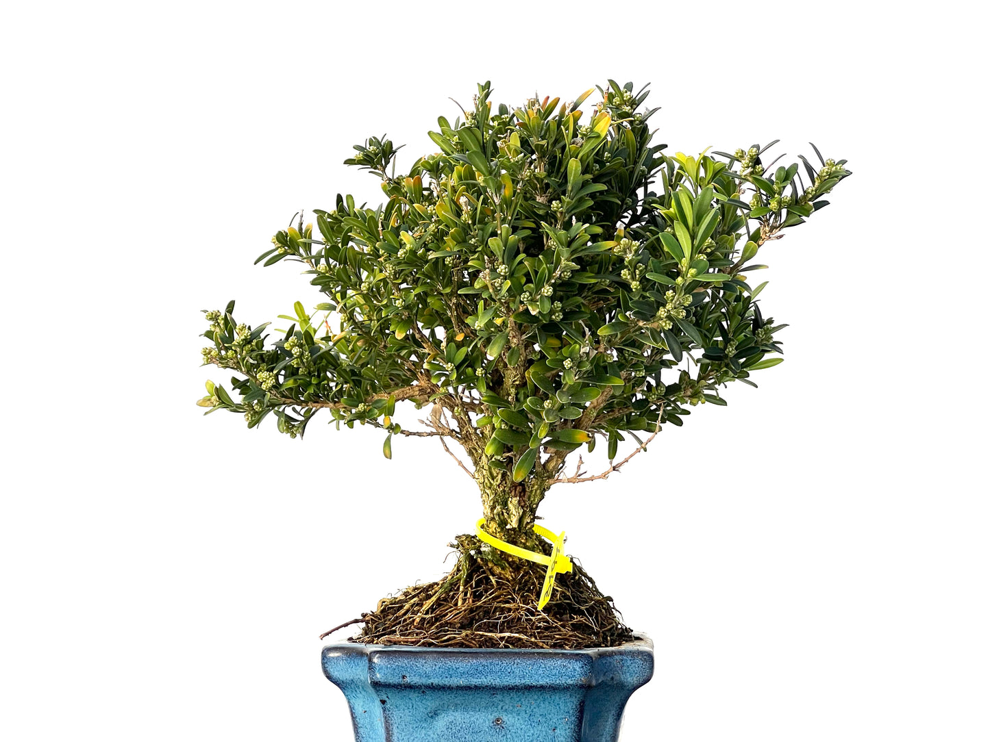 Buxus Harlandii 3191