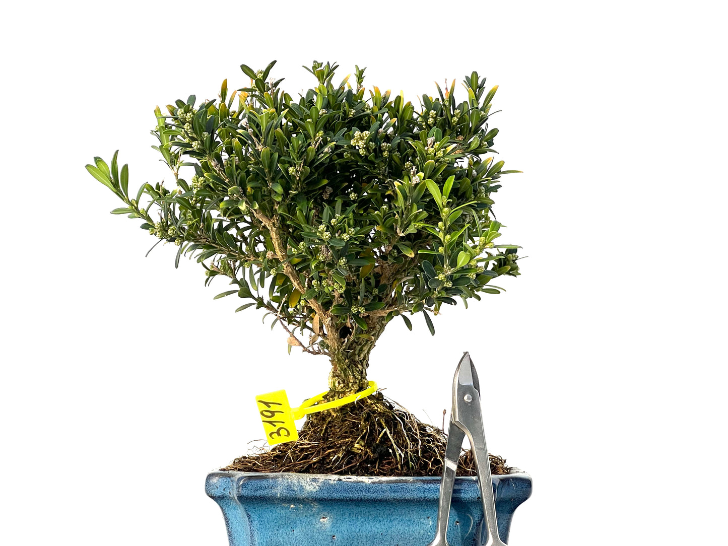 Buxus Harlandii 3191