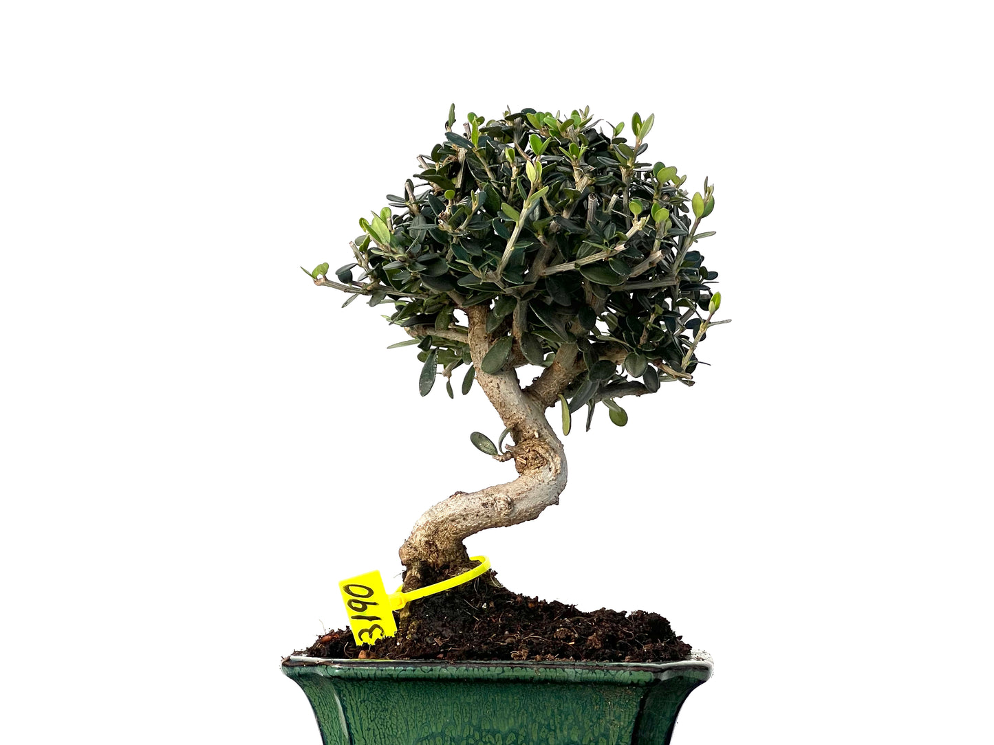 Olea Europaea Sylvestris 3190