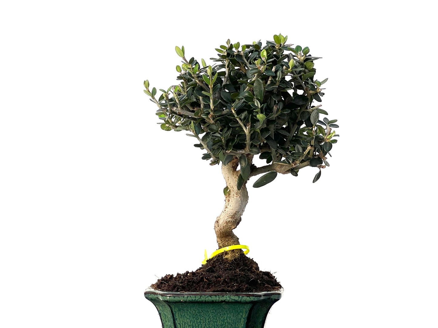 Olea Europaea Sylvestris 3190