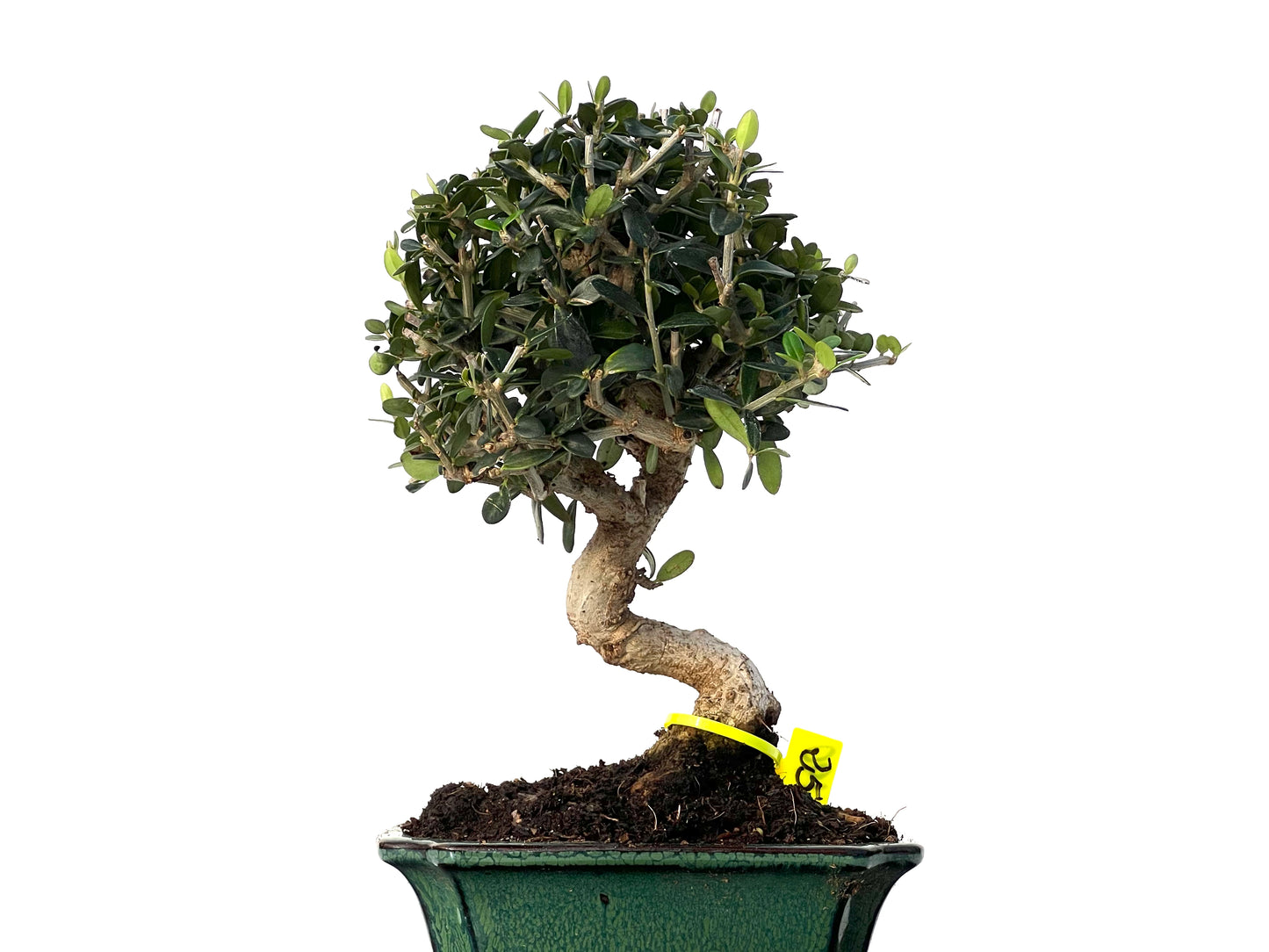 Olea Europaea Sylvestris 3190