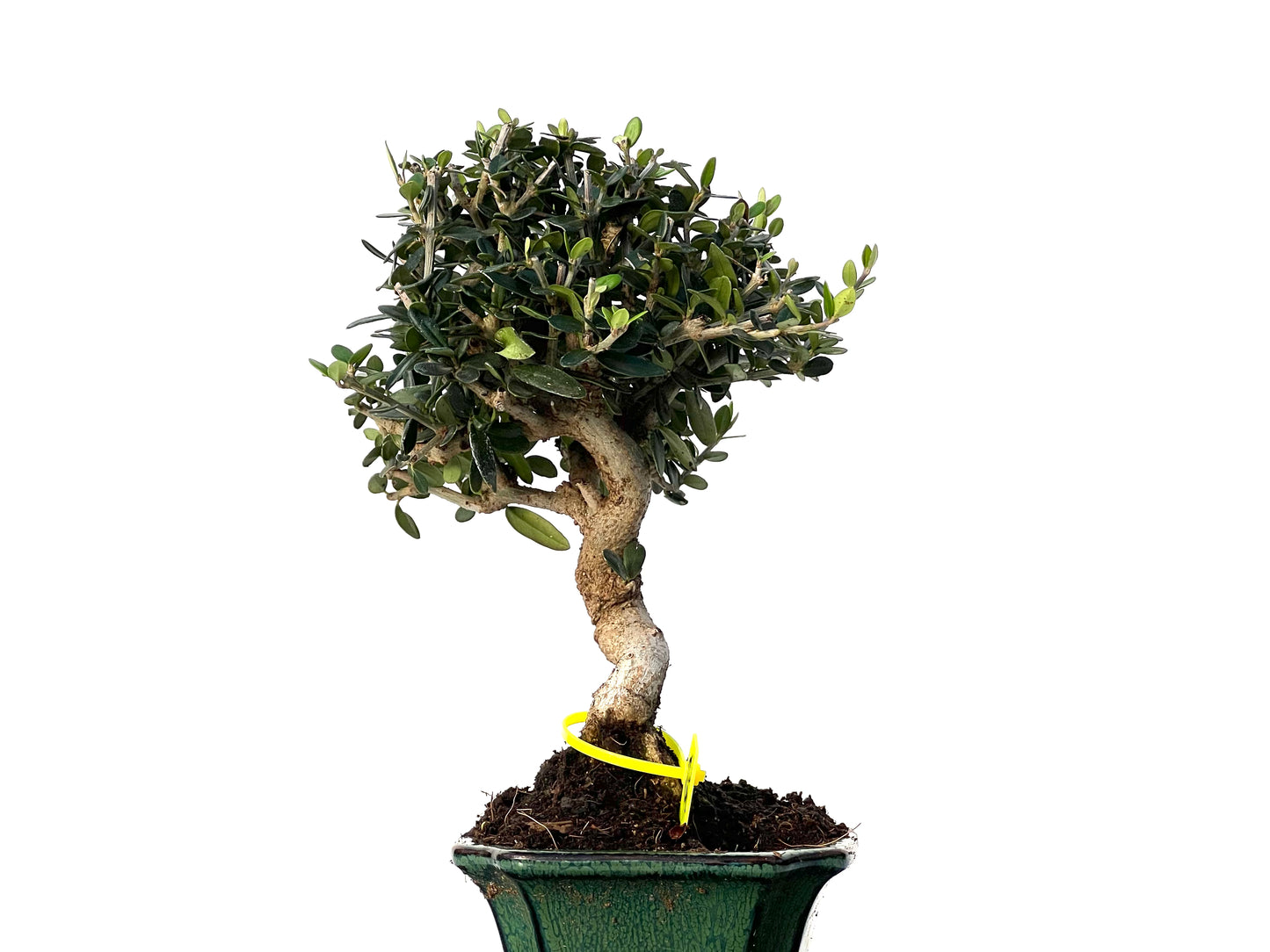 Olea Europaea Sylvestris 3190