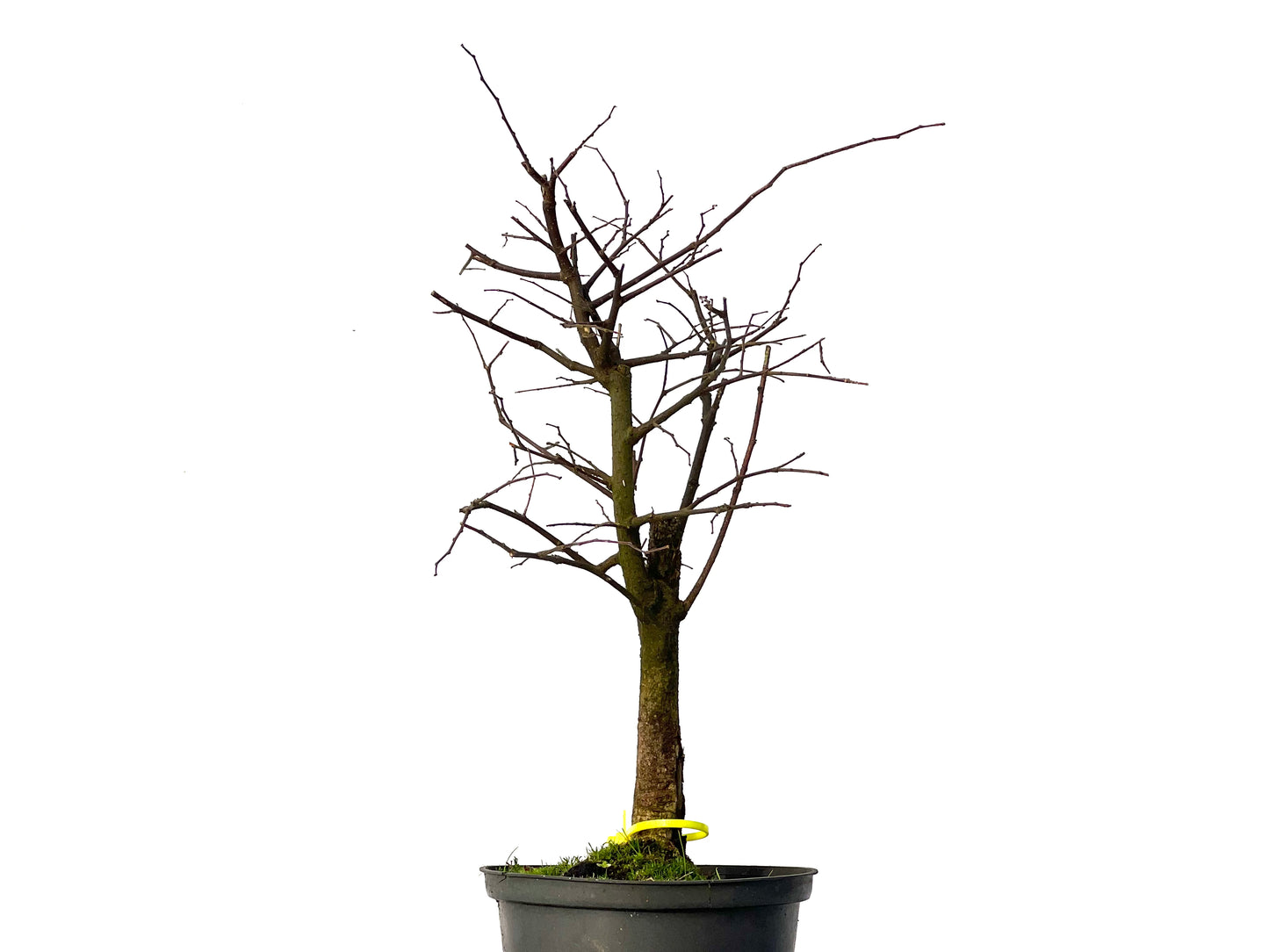 Celtis Australis 3185