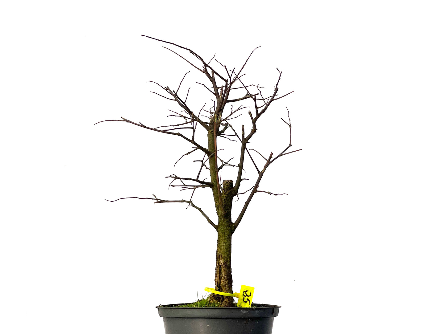 Celtis Australis 3185