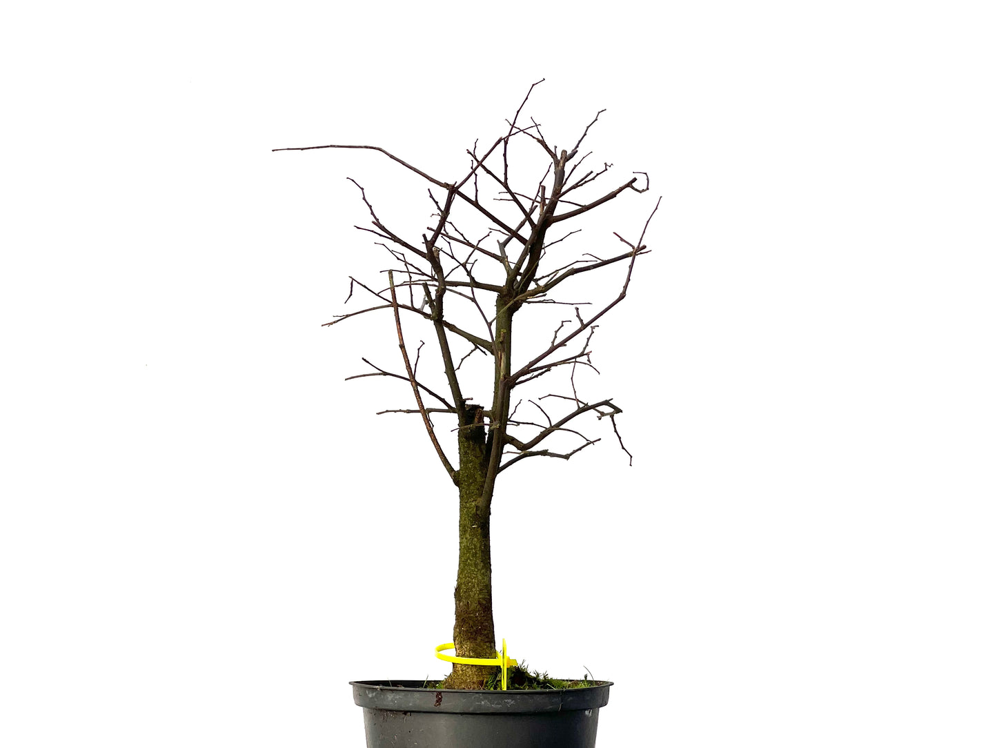 Celtis Australis 3185