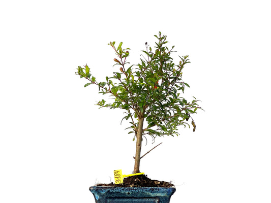 Punica Granatum Nana 3184