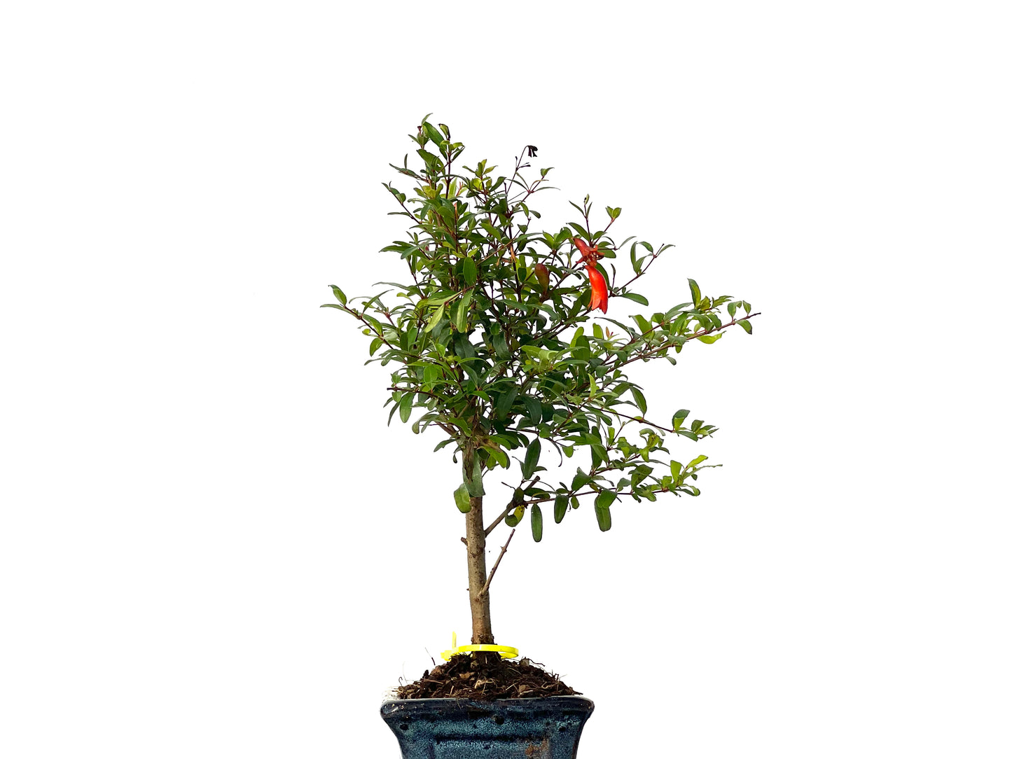 Punica Granatum Nana 3184