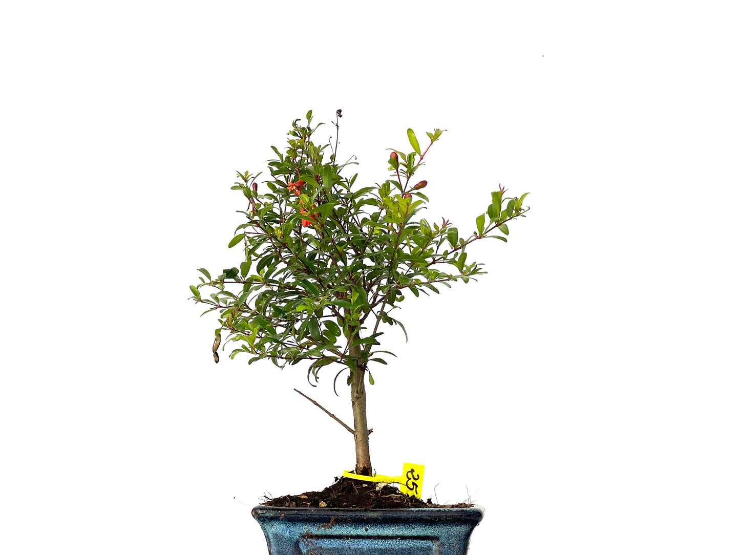 Punica Granatum Nana 3184