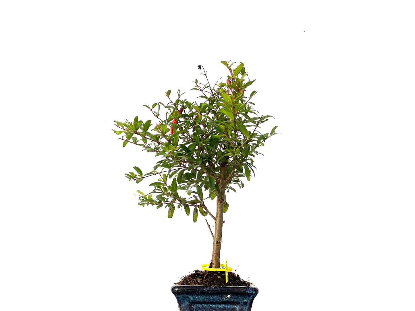 Punica Granatum Nana 3184