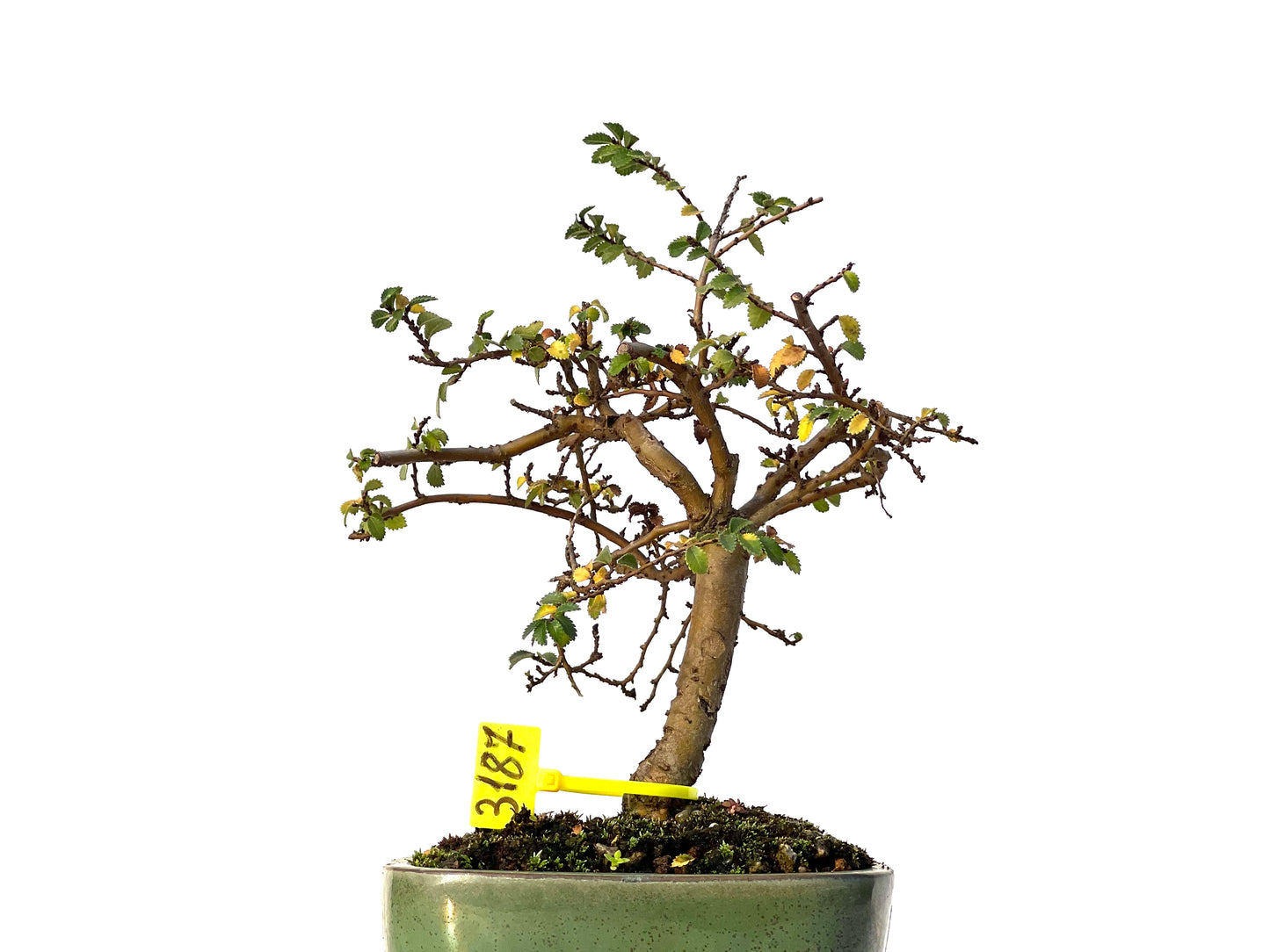 Ulmus Parvifolia 3187