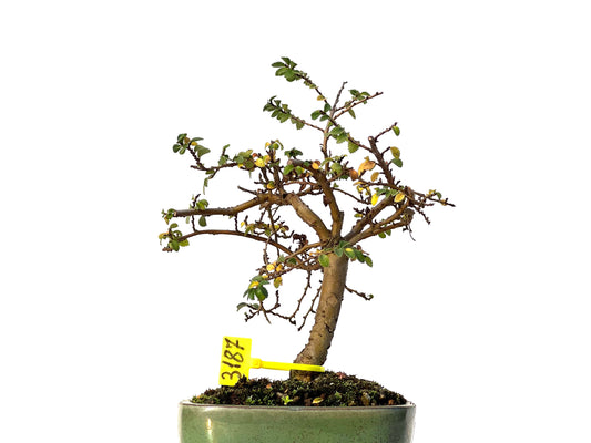 Ulmus Parvifolia 3187