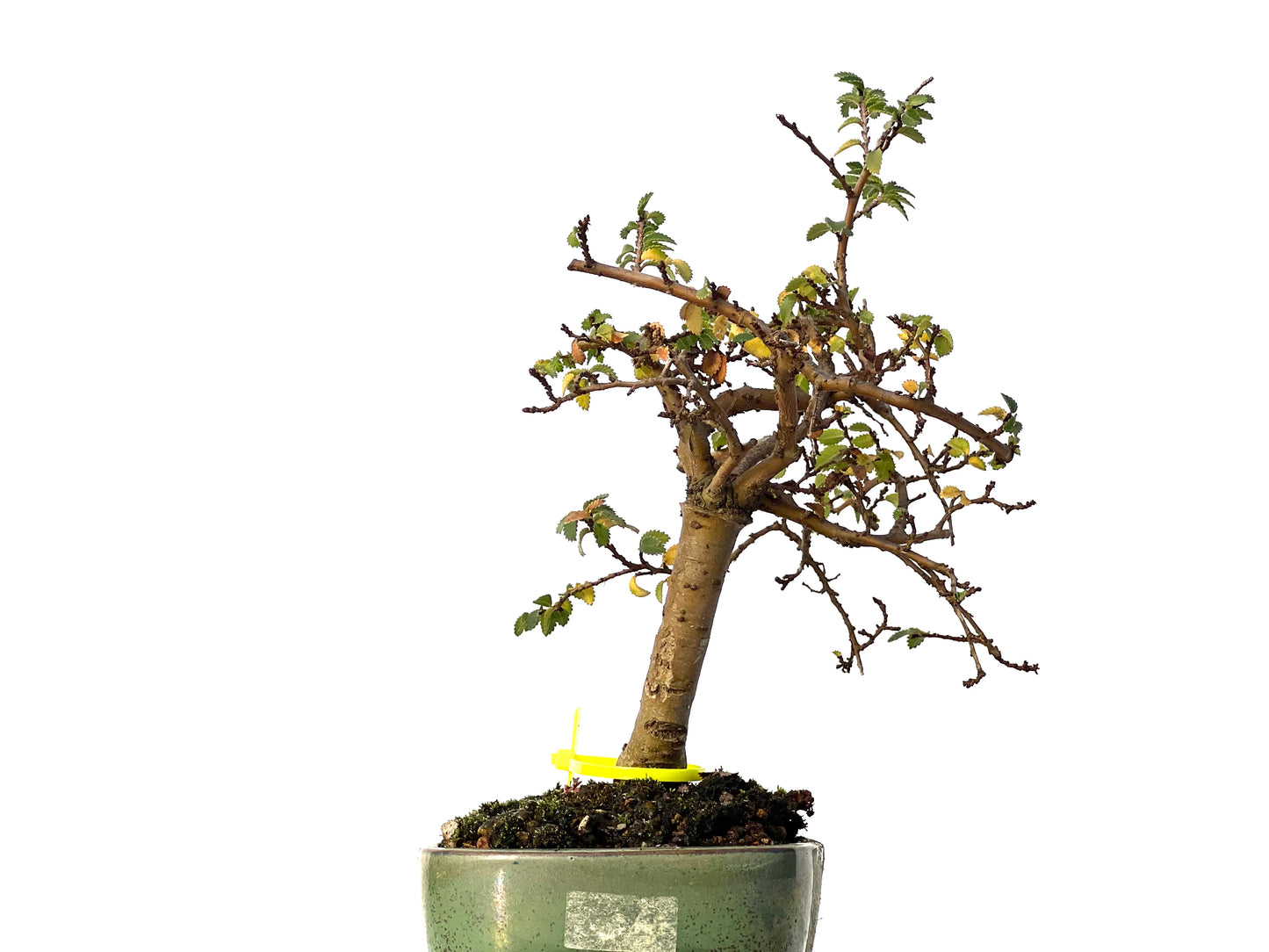 Ulmus Parvifolia 3187