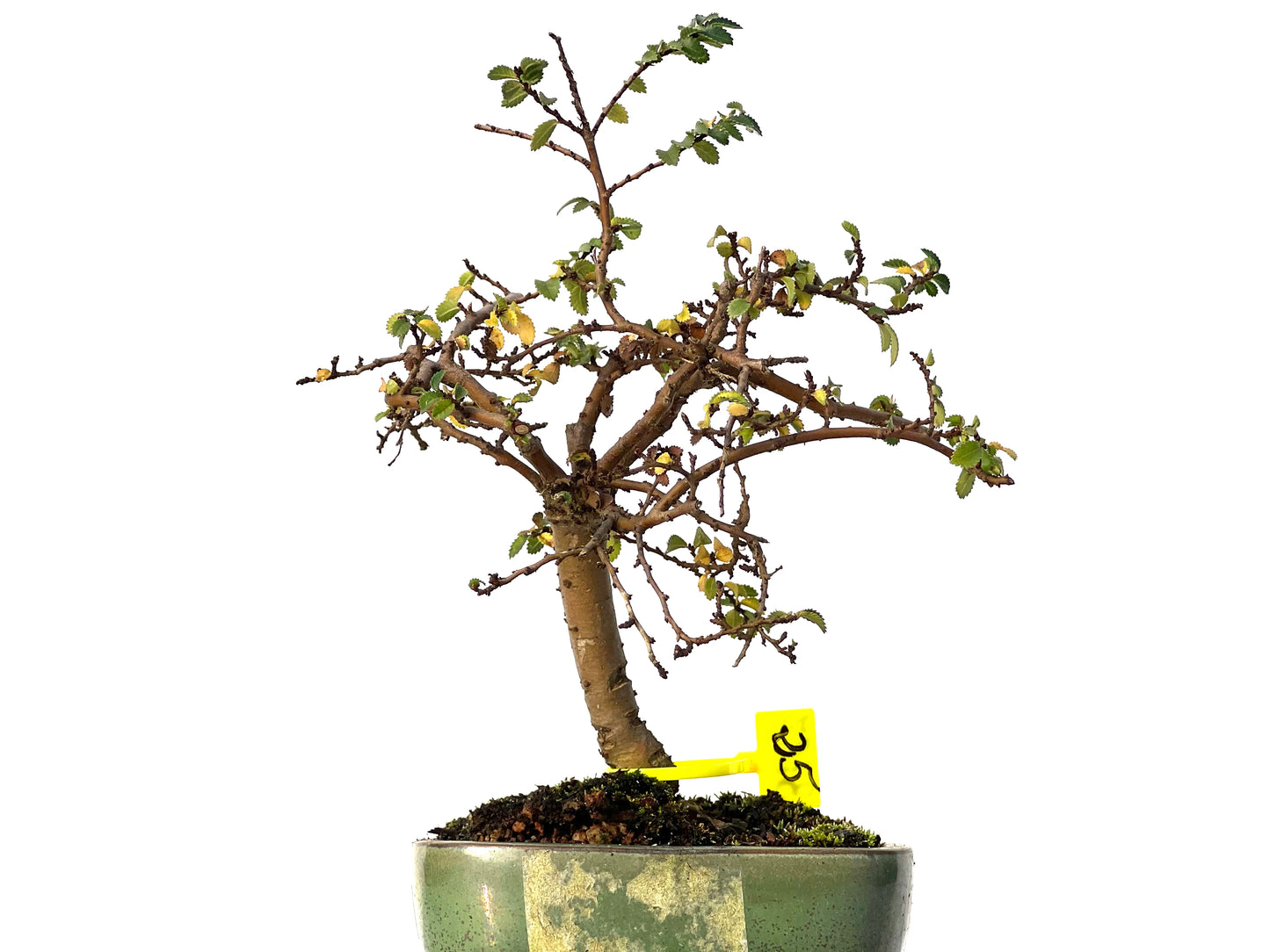 Ulmus Parvifolia 3187