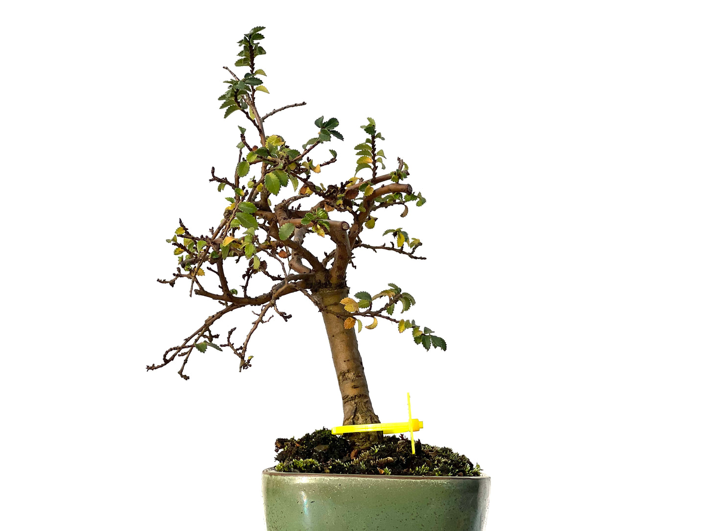 Ulmus Parvifolia 3187